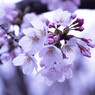 桜の時期