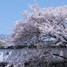 桜色01
