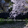 桜色03