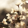 桜色05