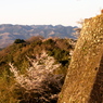 桜色06