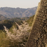 桜色07