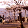 桜色09