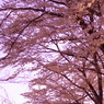桜色12