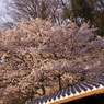 桜色14