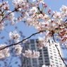 目黒川桜２