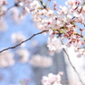 目黒川桜２