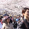 目黒川桜３