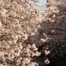 目黒川桜４
