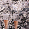 目黒川桜６