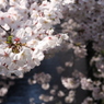 目黒川桜７