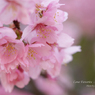 lovefavorite_407
