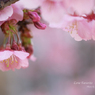 lovefavorite_410