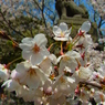桜越しに・・
