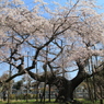 般若院枝垂れ桜(1)