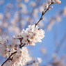 Sakura 2012 Arakawa