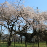 般若院枝垂れ桜(2)