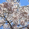 般若院枝垂れ桜(3)