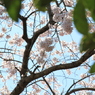 般若院枝垂れ桜(5)