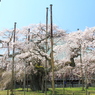般若院枝垂れ桜 (6)