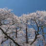 般若院の枝垂れ桜(8)