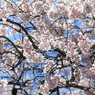 般若院の枝垂れ桜(10)