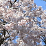 般若院の枝垂れ桜(11)