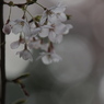 早朝の桜・・