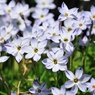 何の花？