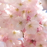 花密度