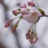 3分咲き