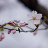 3分咲き