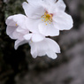 3分咲き