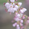 3分咲き