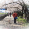 桜　散歩道　～柏尾川プロムナード　2012’～
