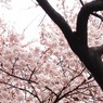 桜　淡い屋根