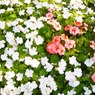 ぱちぱち咲き