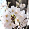 桜_01