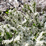 桜_03