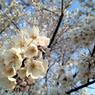 Sakura 2012