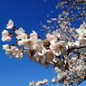 Sakura 2012