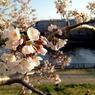 Sakura 2012