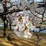 Sakura 2012