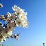 Sakura 2012