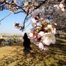 Sakura 2012