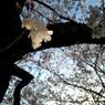 Sakura 2012