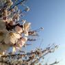 Sakura 2012