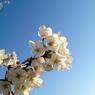 Sakura 2012