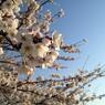 Sakura 2012