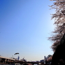 隅田川の桜